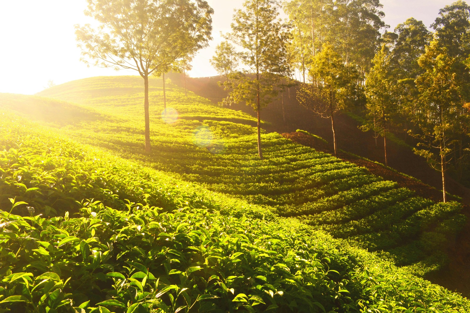 Wayanad