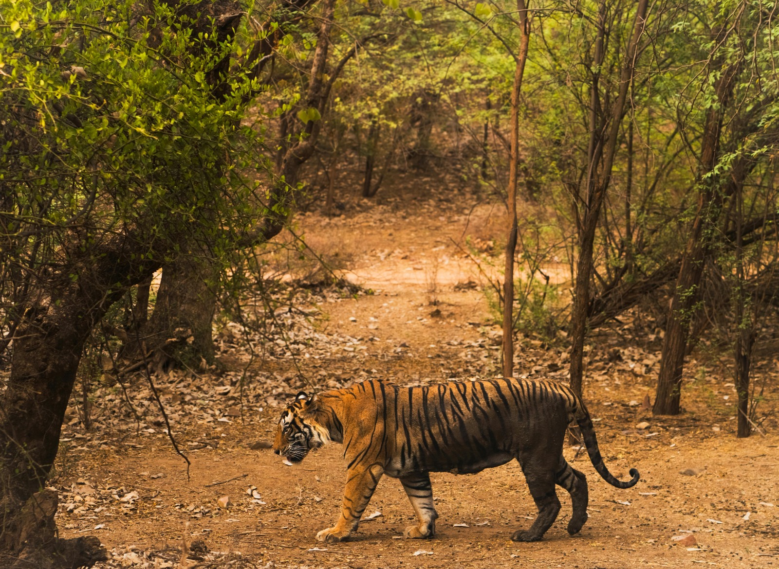 Ranthambore National Park